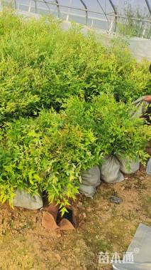 高度50厘米南天竹