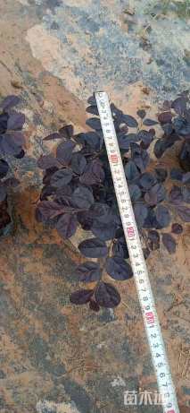 高度20厘米红花继木
