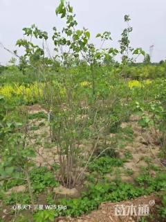 高度180厘米丁香