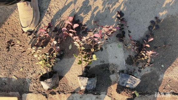 高度15厘米红花继木