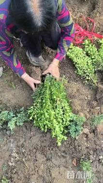 高度50厘米小叶黄杨