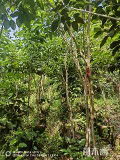 1.5公分紫花风铃木