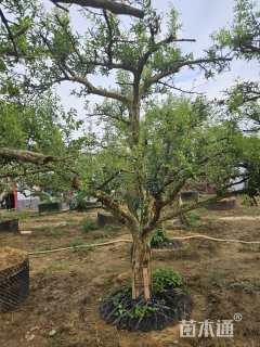 高度350厘米石榴