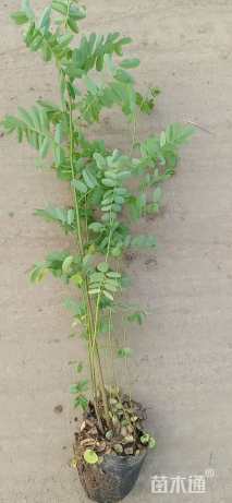 高度100厘米紫穗槐