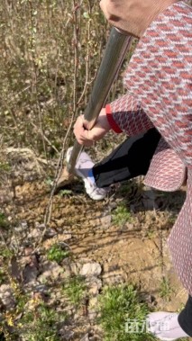 高度120厘米贴梗海棠