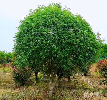 12公分桂花