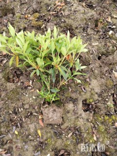 高度40厘米毛鹃小苗