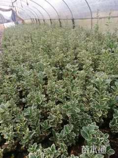 高度25厘米金边大叶黄杨