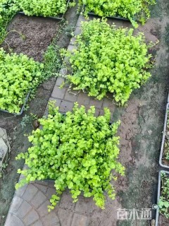 高度5厘米过路黄