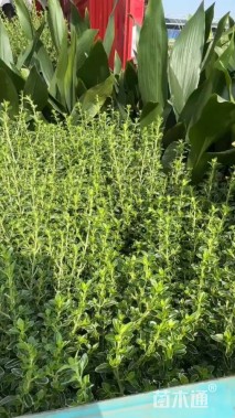 高度50厘米金边六月雪