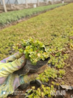 高度8厘米金叶过路黄