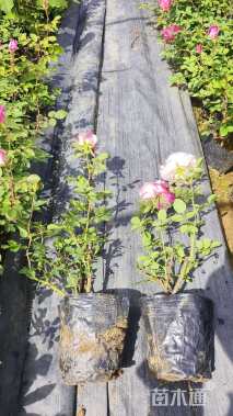 高度40厘米月季