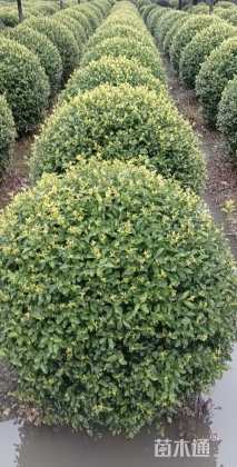 冠幅80厘米金禾女贞球