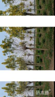 14公分金叶白蜡