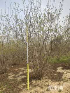 高度400厘米丛生黄栌