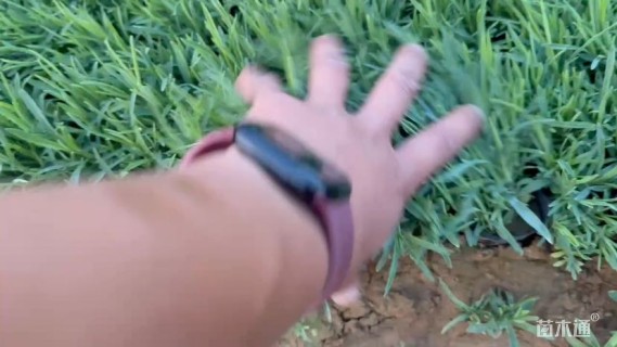 高度15厘米常夏石竹