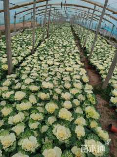 高度15厘米羽衣甘蓝