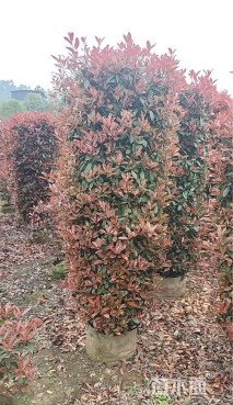 高度180厘米红叶石楠柱