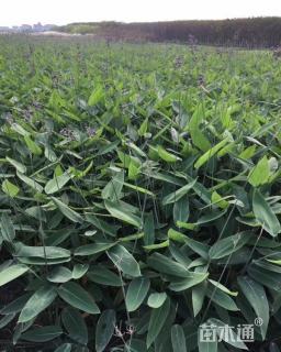 高度100厘米再力花