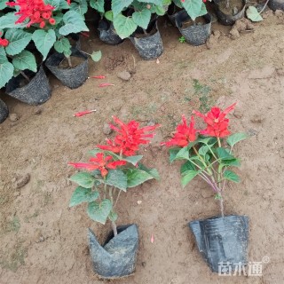 高度14厘米一串红