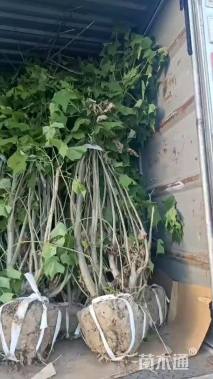 高度100厘米木芙蓉