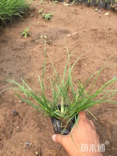 高度15厘米石菖蒲