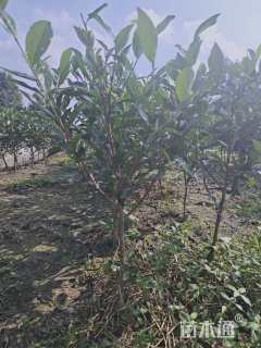 高度60厘米茶树