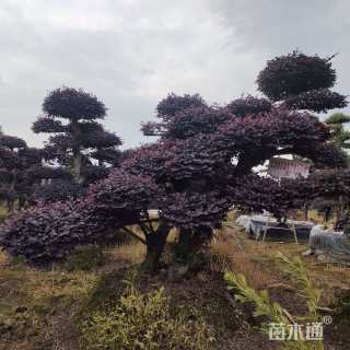 高度250厘米红花继木