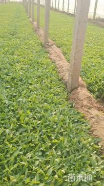 高度10厘米金鸡菊