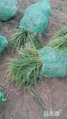 高度16厘米麦冬