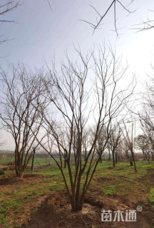 40公分(5杆)丛生黄连木