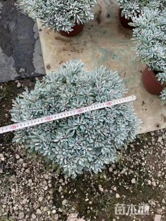 高度30厘米芙蓉菊