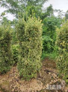 高度200厘米金森女贞柱