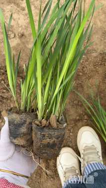 高度30厘米马兰头