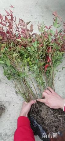 高度55厘米南天竹