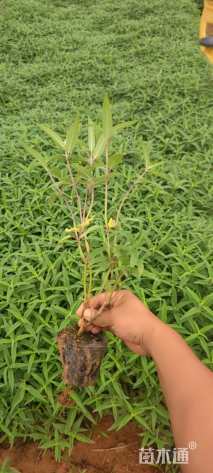 高度25厘米鼠尾草