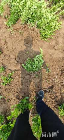 高度45厘米卫矛