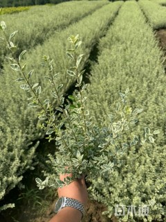 高度35厘米银姬小蜡