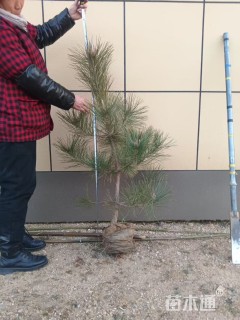 高度100厘米黑松