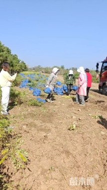 高度80厘米紫穗槐小苗