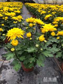 高度35厘米菊花