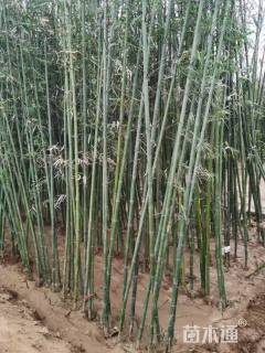 地栽苗刚竹