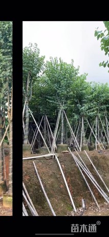 高度450厘米紫荆