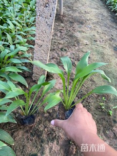 高度17厘米玉簪