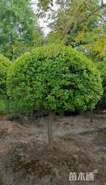 高度500厘米大叶黄杨