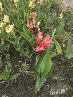 50厘米水生美人蕉