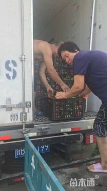 高度50厘米粉黛乱子草