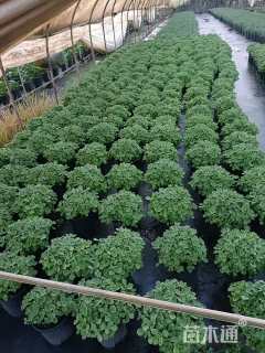 高度10厘米碰碰香