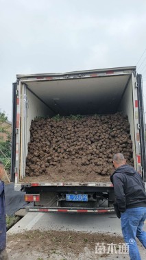 高度35厘米夏鹃