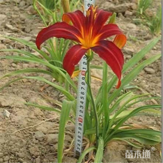 高度30厘米大花萱草